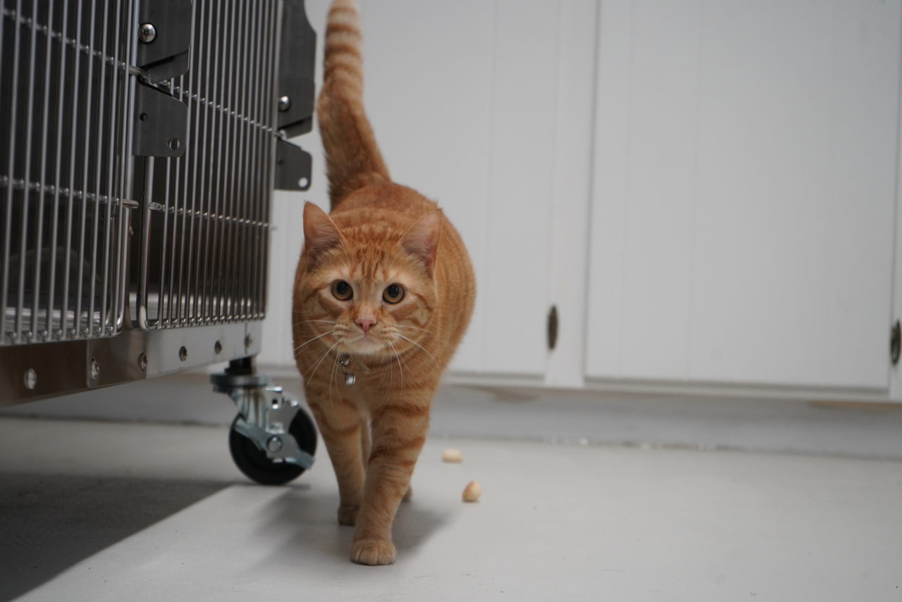 About Us Kilgore Animal Hospital