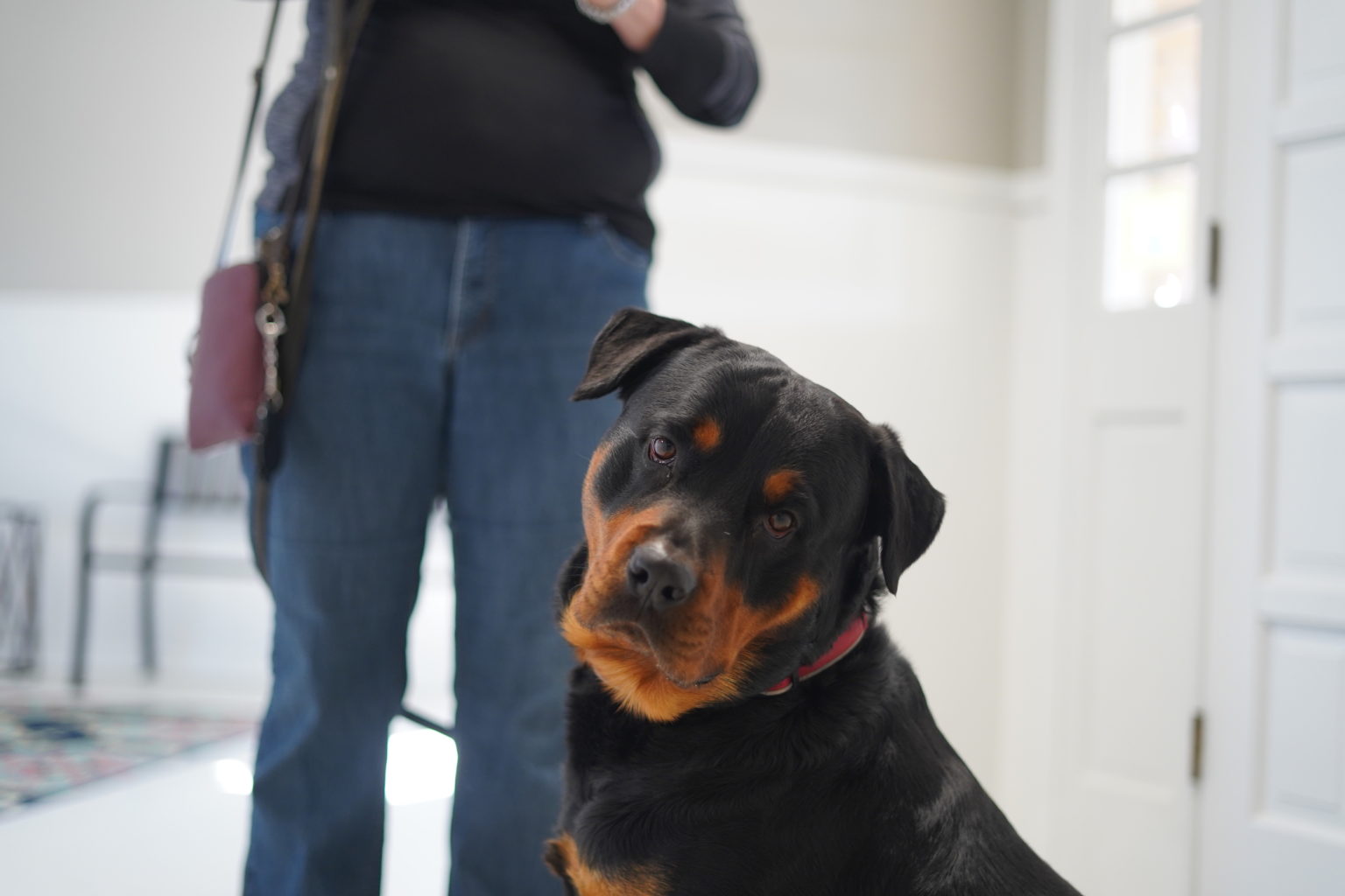 Services Kilgore Animal Hospital